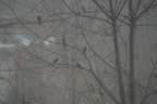 DSC_0012.jpg (526kb)